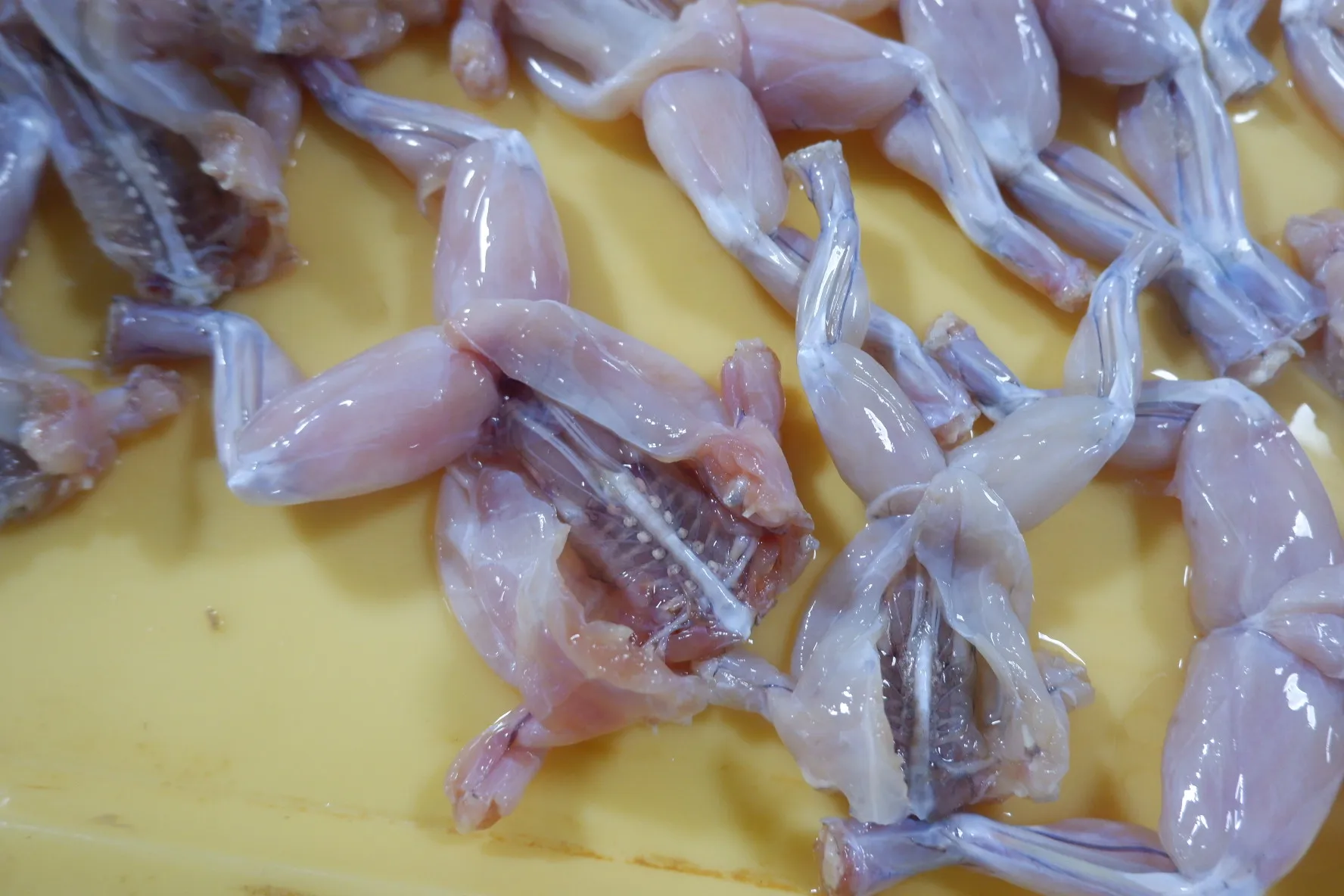 Оптовая продажа морепродуктов driect поставка Hidee Замороженные ножки лягушки