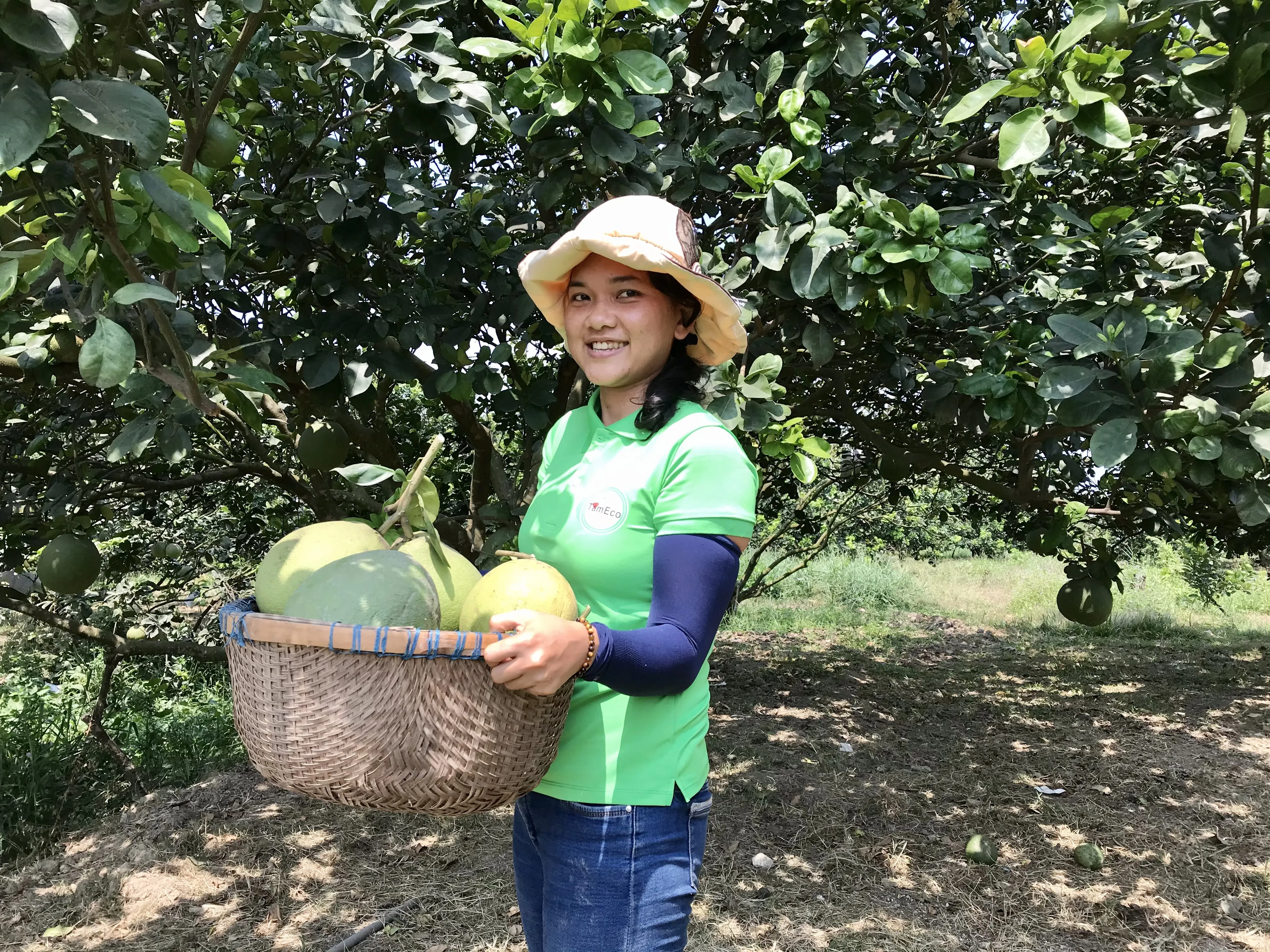 Vietnam All season TamEco The Product Grapefruit Fresh Green Organic Pomelo With Sweet Light Sour Taste 1.4 kg