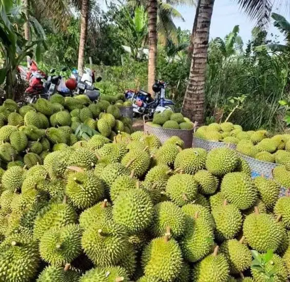 Органический замороженный дуриан-высокое качество-Лучшая цена VIET NAM