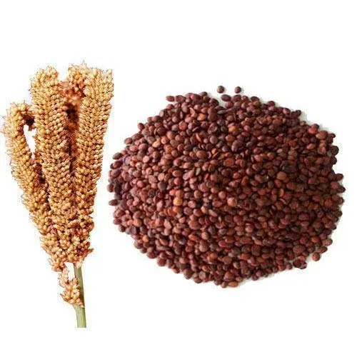red millet from Ukraine
