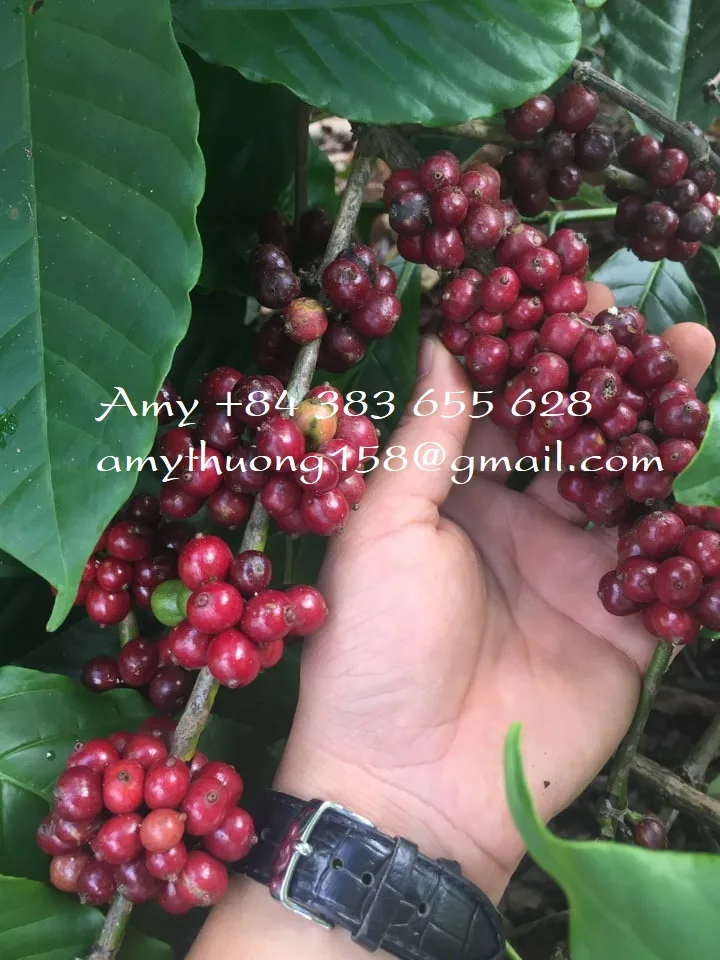 
WHOLE BEANS COFFEE FROM VIETNAM FOR EXPORTING - AMY +84 383 655 628 