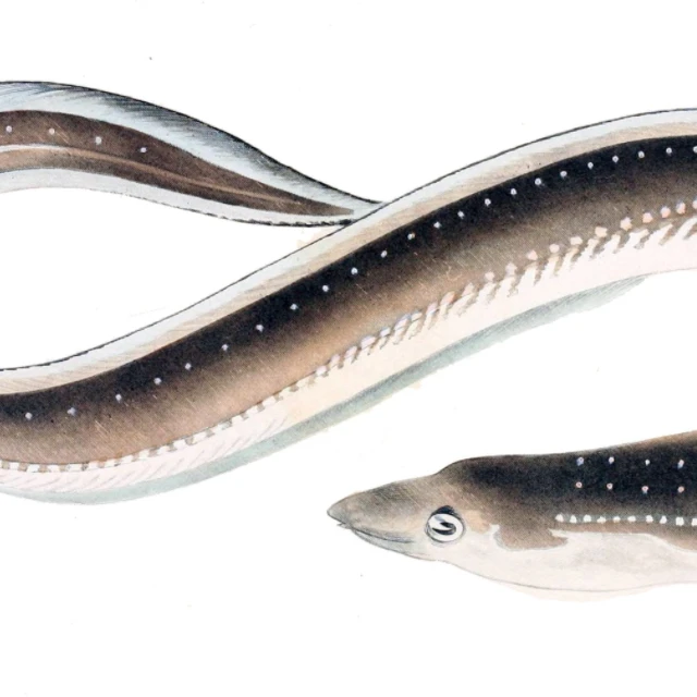 Export Quality Live and Fresh China  frozen sea eel fish