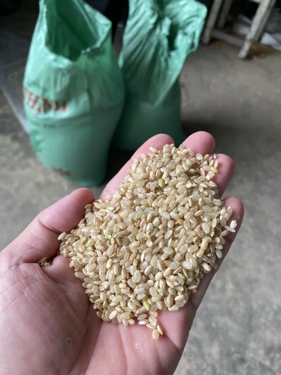 JAPONICA BROWN RICE 5% BROKEN DRIED STYLE SHORT GRAIN RICE FROM VIET NAM