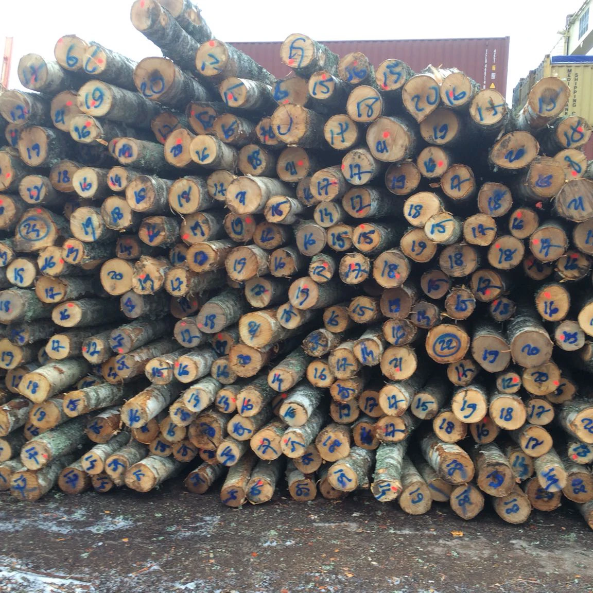 
White Birch Logs - Latvia origin - C grade - 12cm+ 