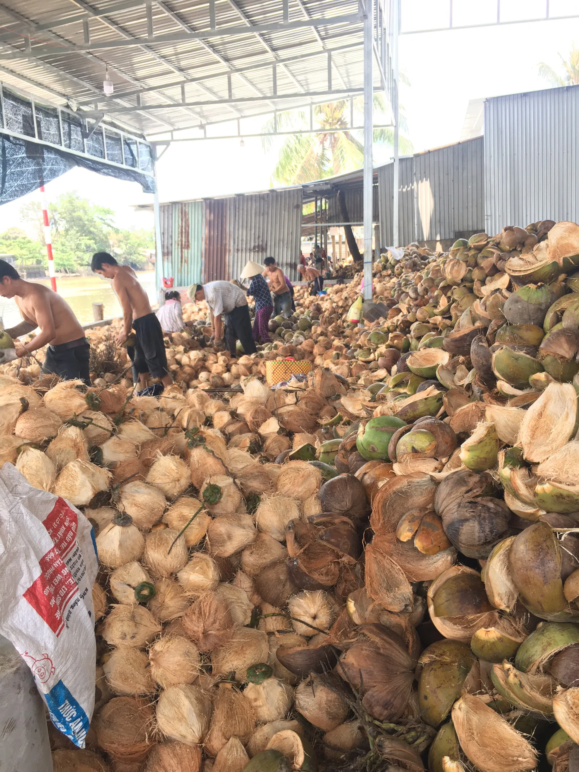 Vietnam dry coconut matured semi husked coconut hot sales