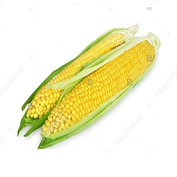 Dried Grade 2 Yellow Maize/Corn Non-GMO Fit for Human Consumption and Animal Feed Origin: (Brazil Argentina USA Ukraine)