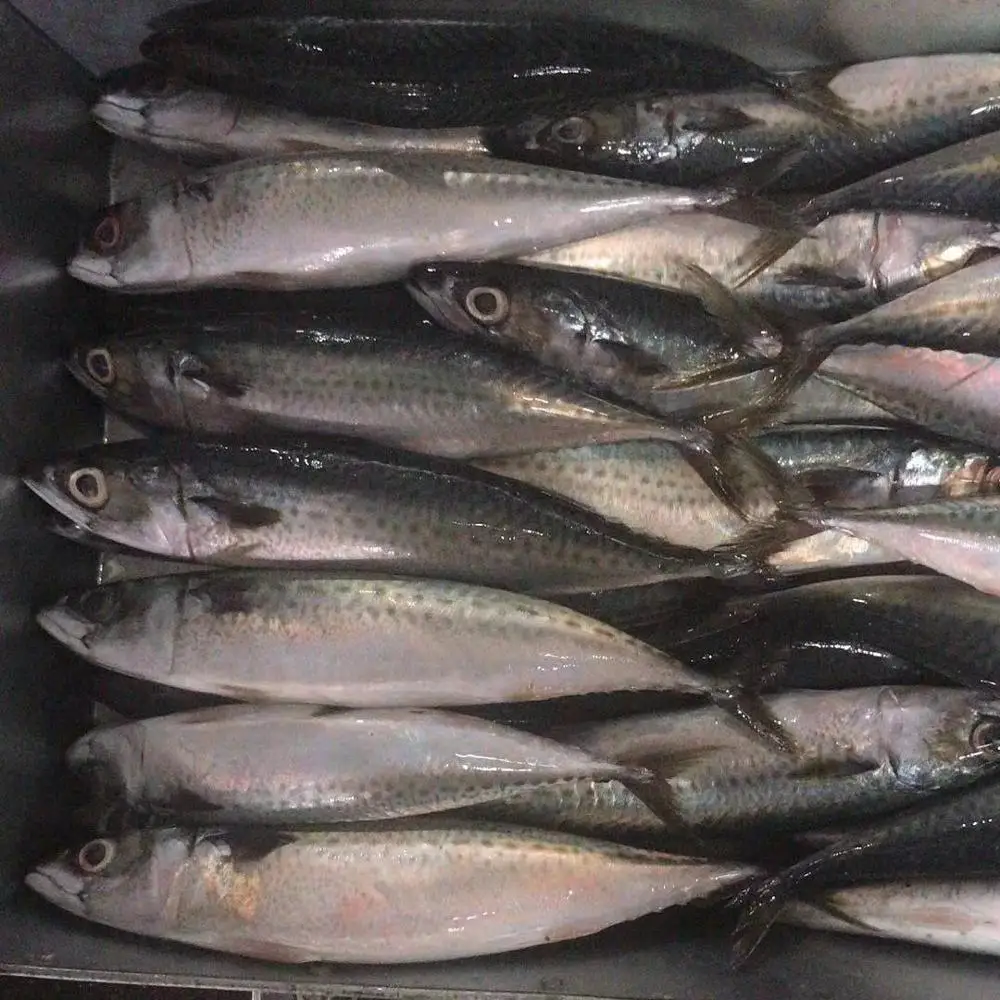 Best quality frozen pacific mackerel fish available for export