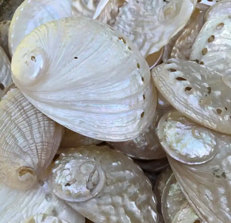 Полированная Морская ракушка оптовая цена перламутровые ракушки жемчужные