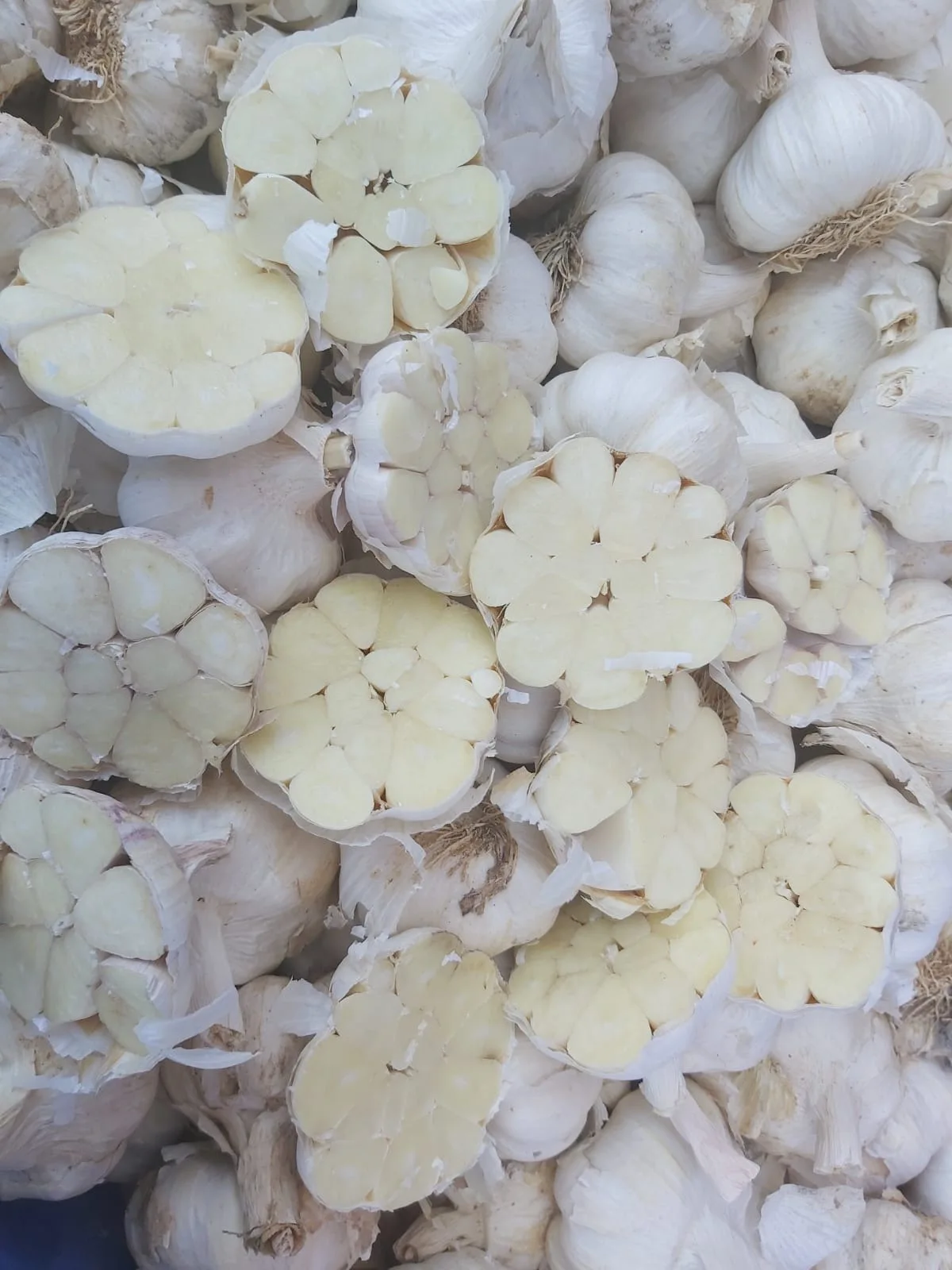 wholesale imported 4p 6p pure SPRING WHITE GARLIC FROM SPAIN. red garlic in bulk 10kg mesh bag