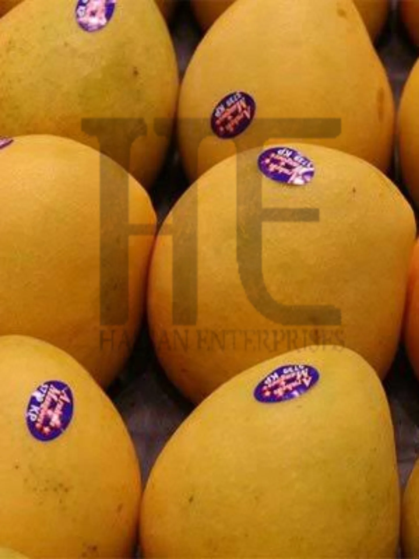 Mango Sindhri Pakistani Export Quality