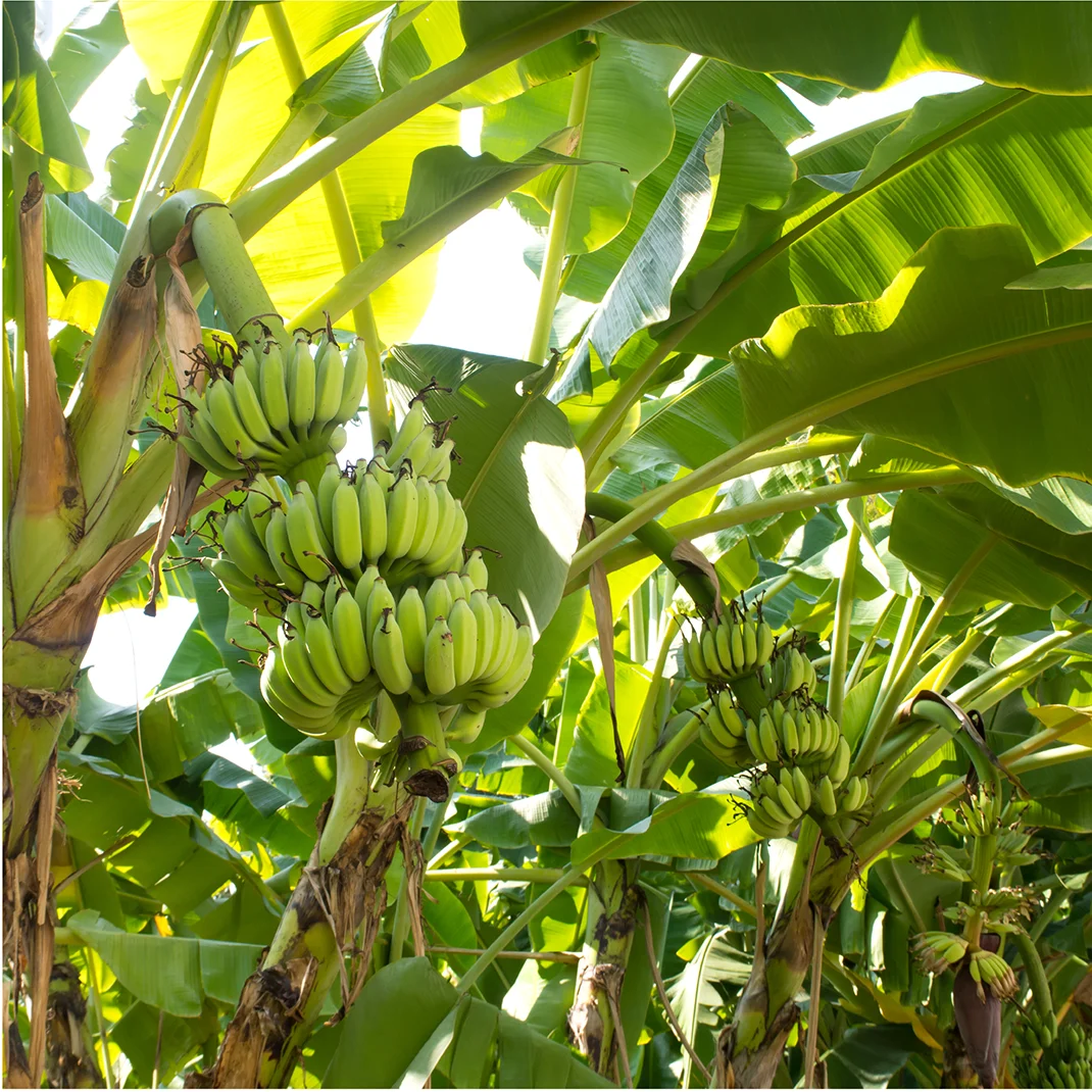  Органический банановый порошок USDA и EU сертифицированный органический необработанный мелкий водорастворимый травяной экстракт оптовая продажа из Таиланда