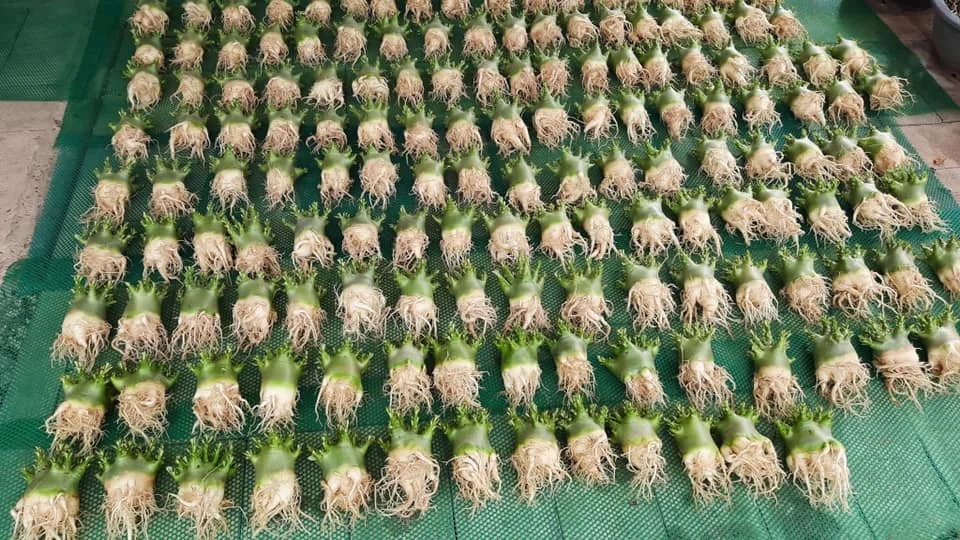 Арабикум адениум/аденум поставщик из Таиланда хорошее качество/Lina + 84 896 625 614