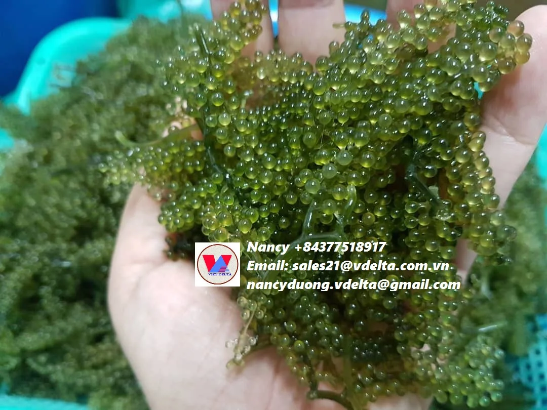 
BEST SELLER LATOK SEA GRAPES/CAULERPA LENTILLIFERA/BADAPODO Ms.Lucy +84 929 397 651 