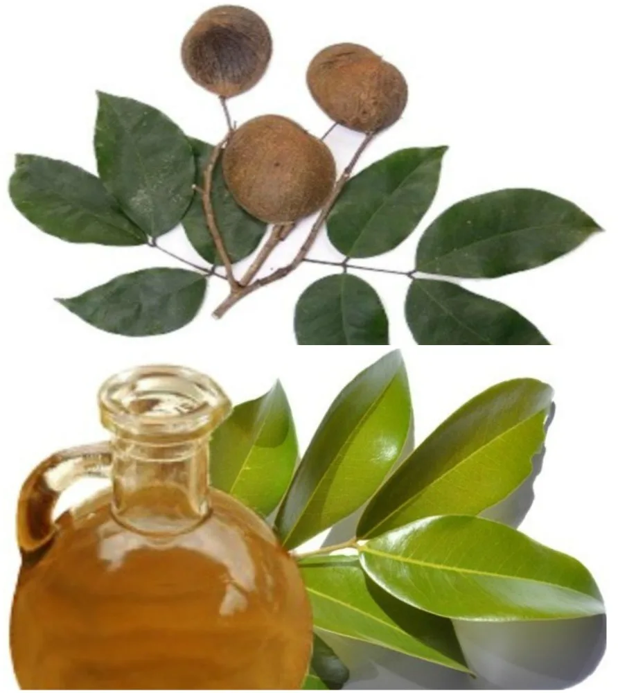 Wholesale 100% Pure Copaiba Essential Oil for Export Sale at Bulk Price