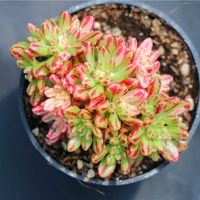 
Popular indoor ornamental echeveria aeonium x loartei tavormin variegata woody succulent plants live 