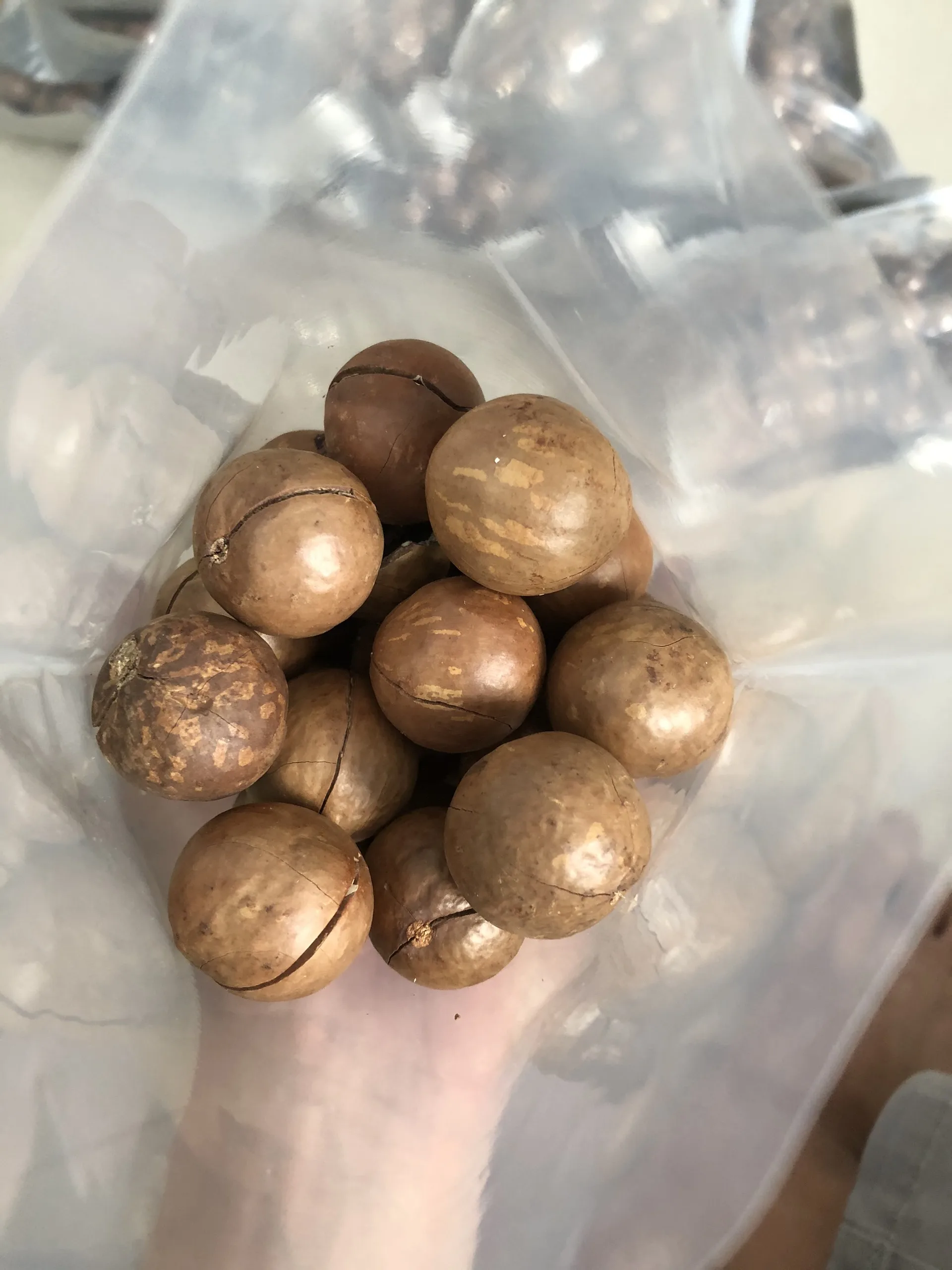 
macadamia nuts original from Vietnam macadamia high quality 2021 