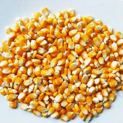 Yellow corn animal feed / Human consumption