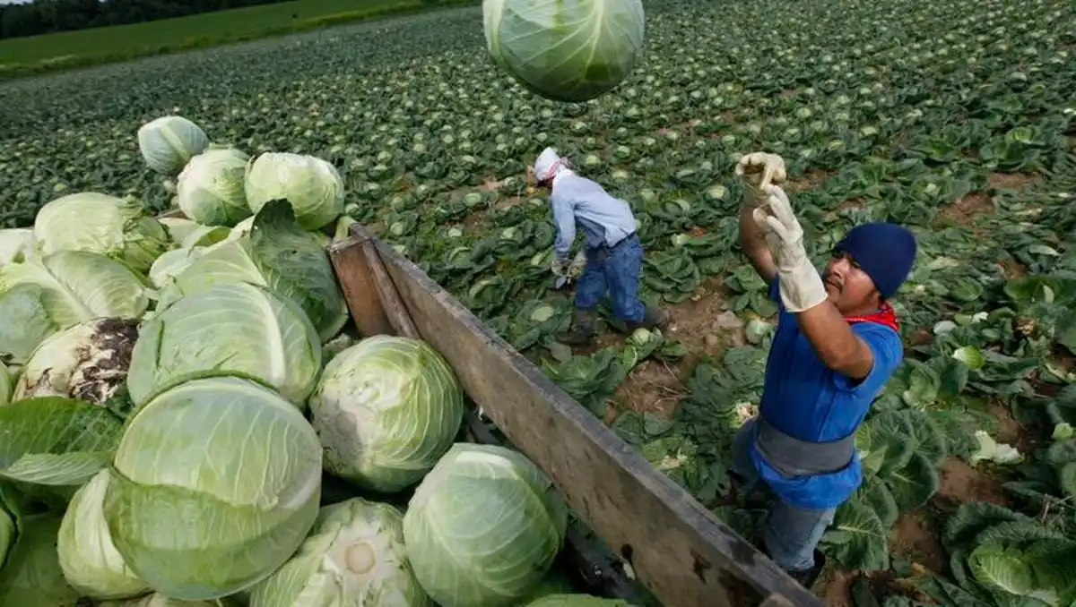 Fresh Cabbages0.jpg
