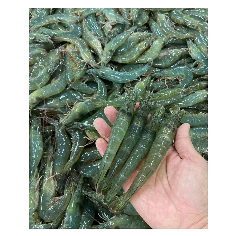 
500gm Seasonal Large Emerald Prawns Have Sodium Free And Chemical Free Shipping From Malaysia 