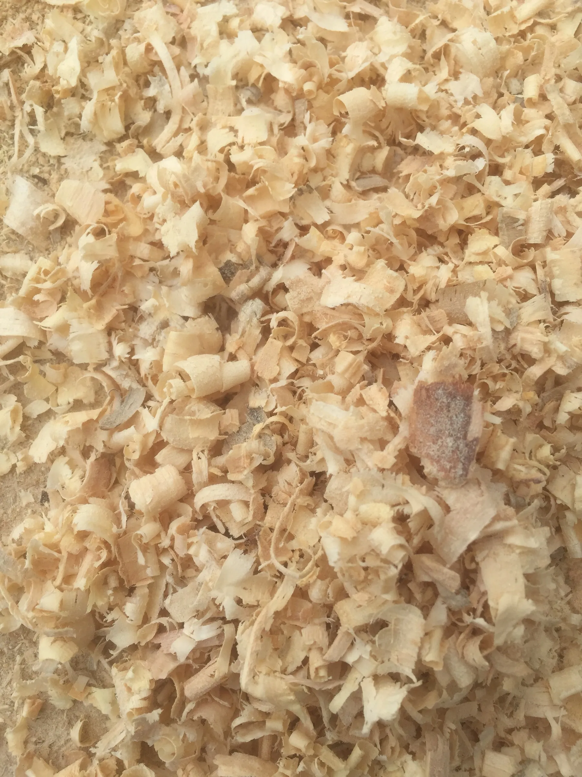 100% ACACIA WOOD SHAVINGS for CHICKEN BEDDING / PINE WOOD SHAVINGS for HORSE WHATSAPP: +84911406611