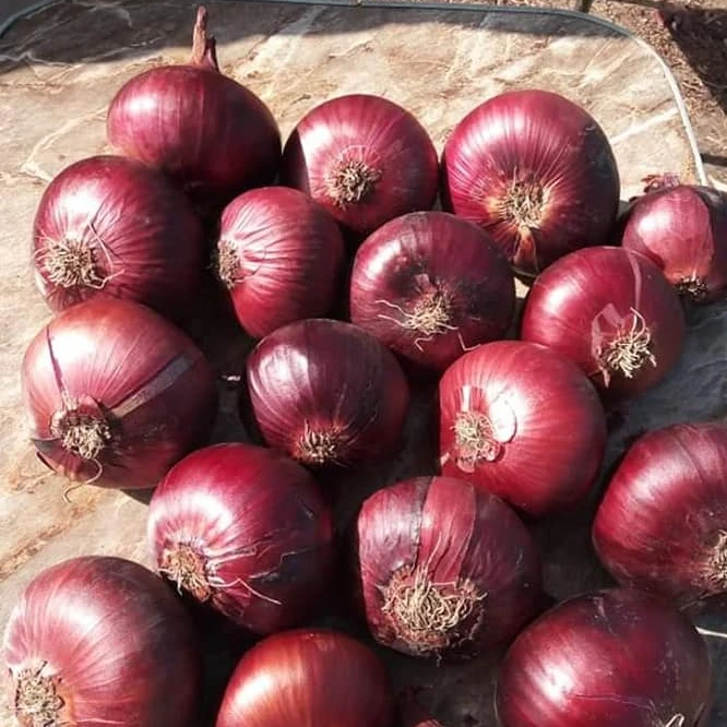 Fresh yellow Onion/Onions Exporter in Egypt -Hot Sale with High Quality and Low Price
