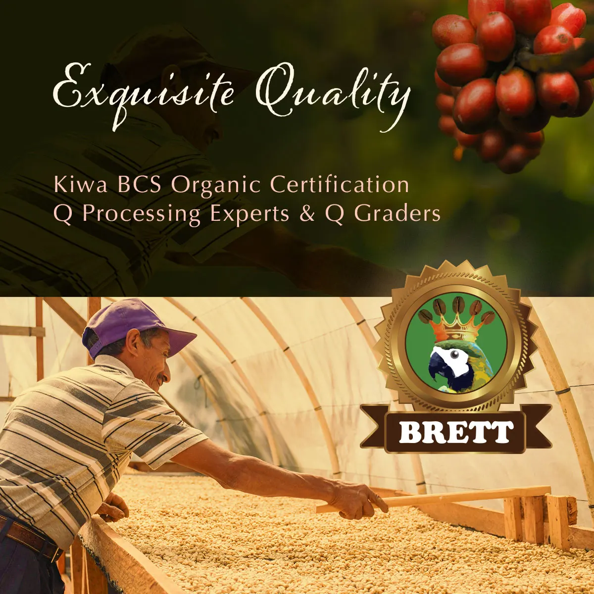  Самые популярные Арабские органические жареные кофейные зерна Guatemala Huehuetenango специальный кофейный напиток 907