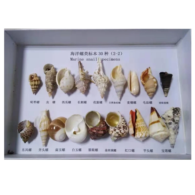 Образцы животных и растений, Обучающие ресурсы, морской организм, кристалл, встраиваемый образец таксидермистой рыбы