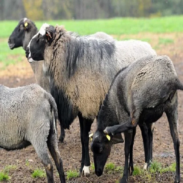 
Dorper Ewe Sheeps and Lambs For Sale 