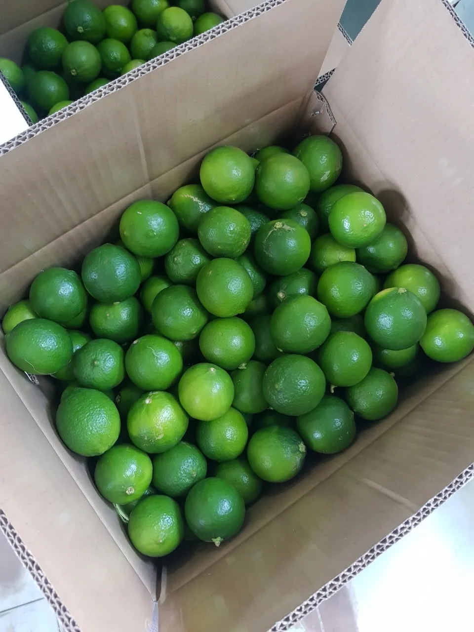 100% Maturity Round Green Seedless Lemon/ Seedless Lime With Sour Flavor To Make Delicious Food and Beverage/Vietnam Green Lemon