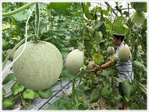 Высококачественная свежая канталупа/Мед Хами Дыня во Вьетнаме/мисс Кэти + 84 896650714
