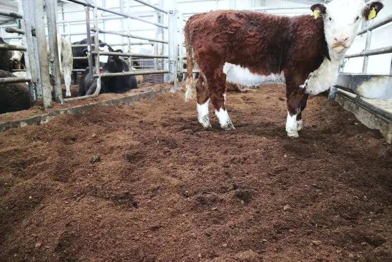 COCO PEAT FOR ANIMAL BEDDING