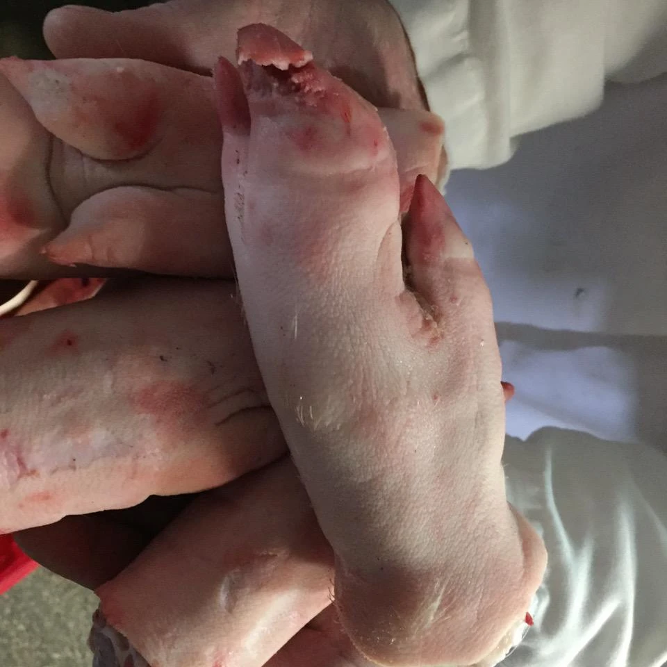 
Frozen Porks Meat / Porks Hind Leg / Porks Feet Available In Stock 