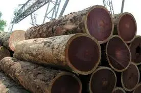 Quality Timber Logs Teak Wood / Oak Wood Logs / Eucalyptus Logs
