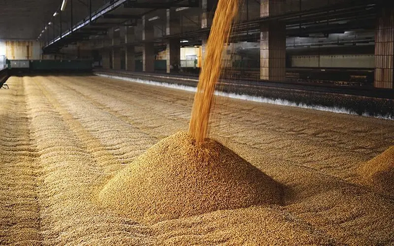 
Top Class Barley Seeds/Animal feed barley/bulk barley grains for sale 