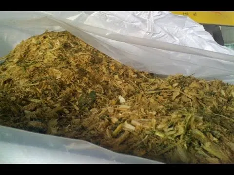ANIMAL FEED CORN SILAGE BALES/ VIETNAMESE CORN SILAGE