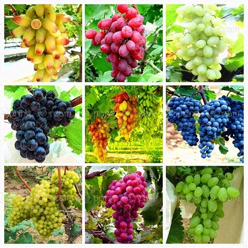 
Cheap Seedless Grapes / Fresh Grapes / Fresh seedless red balloon grapes 