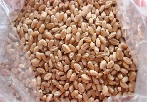 Black Style Organic Bread Origin Type Wheat Dried Place Model Cultivation Wholesale Non GMO Emmer Hulled Grain Conventional