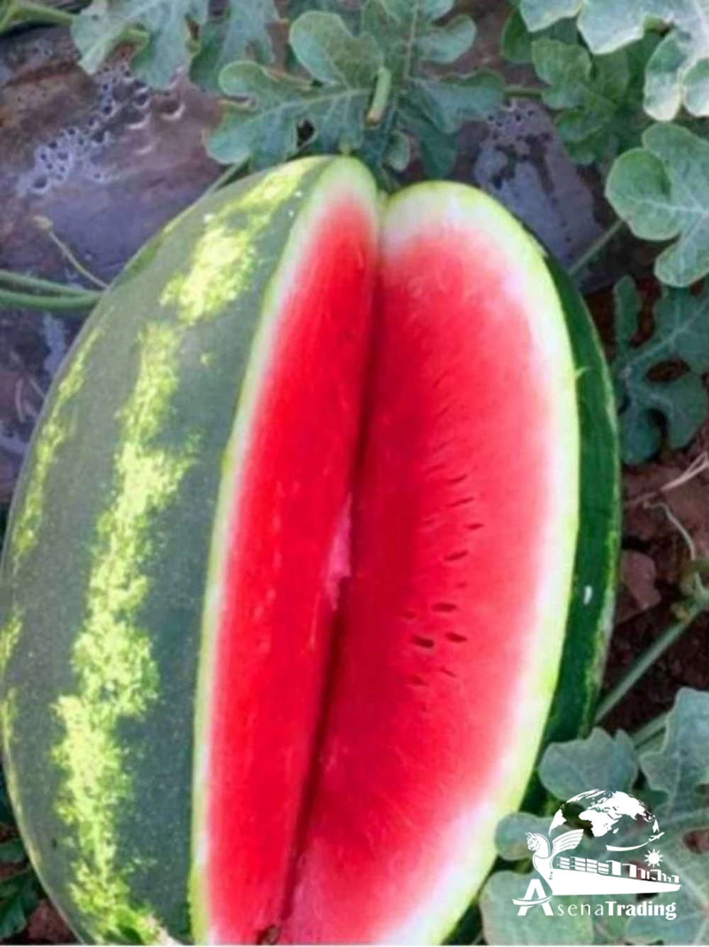 Fresh sweet watermelon, seedless watermelon for sale, wholesale watermelon fruit sweet and juicy