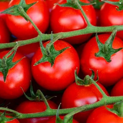 Top quality Fresh tomatoes for sale