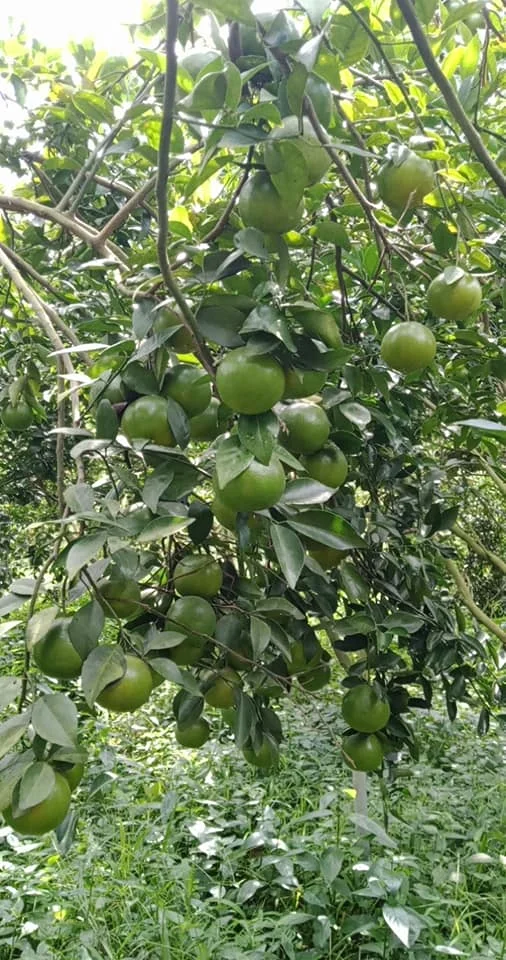 High Quality Green tangerine fruit- Best Quality Good Taste Fresh Fruit Green tangerin Newest crop Natural sweet taste