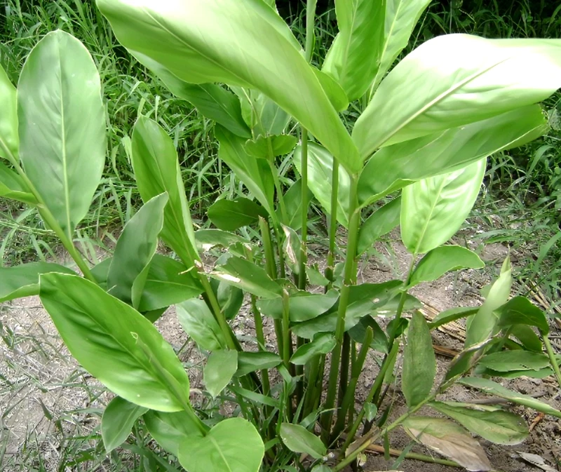 100% GALANGAL DRIED SLICES CHUNKY CUT ROOT RHIZOME ORGANIC NATURAL HERBS SPICY PREMIUM QUALITY NO CHEMICAL PRODUCT OF THAILAND