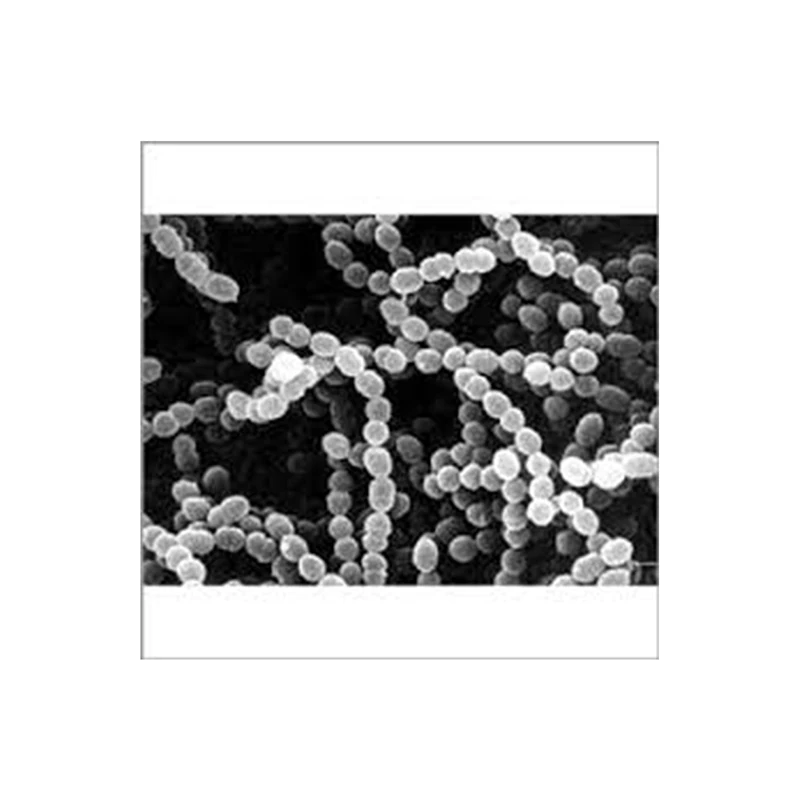Streptococcus Thermophilus Manufacture Of Naturally Streptococcus Thermophilus Probiotics  - Zealmax Biopharma