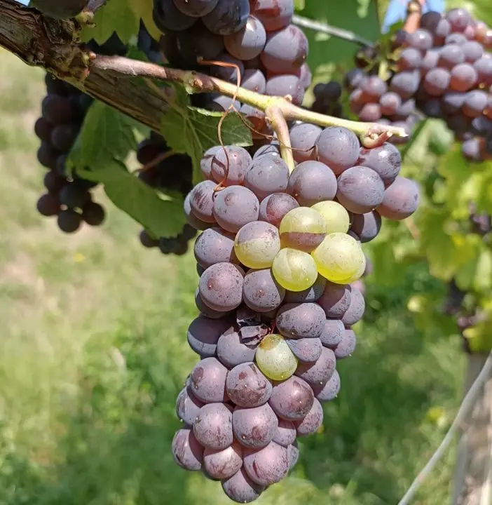 Best made in italy high quality PINOT GRIGIO 0,75 l dry white wine for rice, pasta dishes