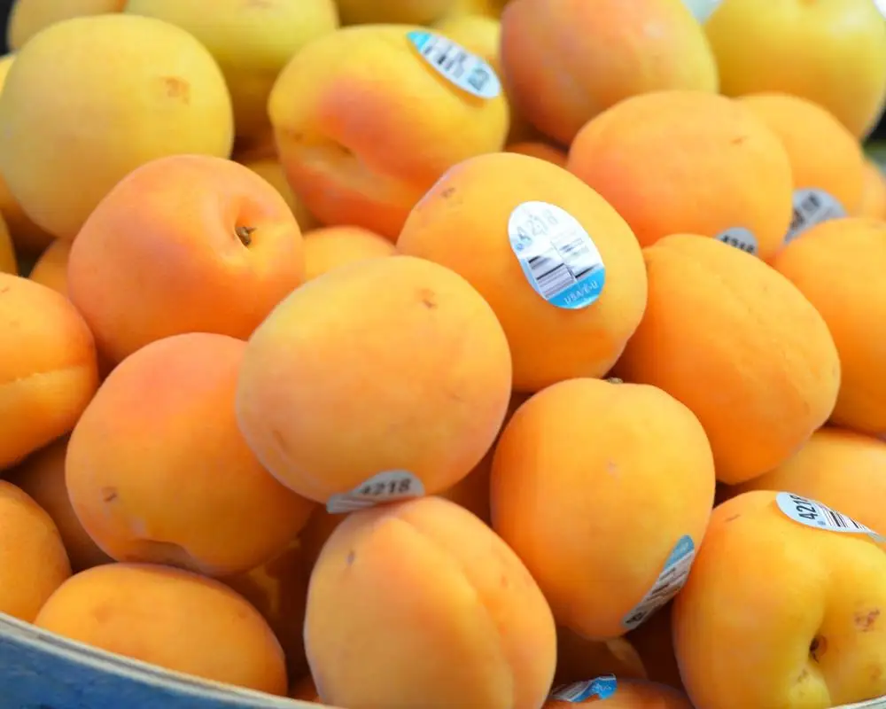 
Top Quality Fresh Apricot, Organic Fresh Apricot, Fresh Apricot Fruit Supplier 