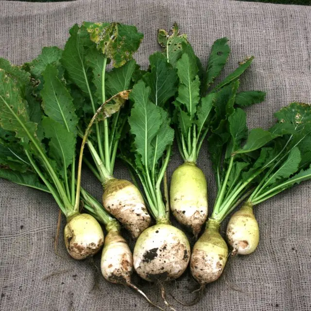 Fresh radish turnip