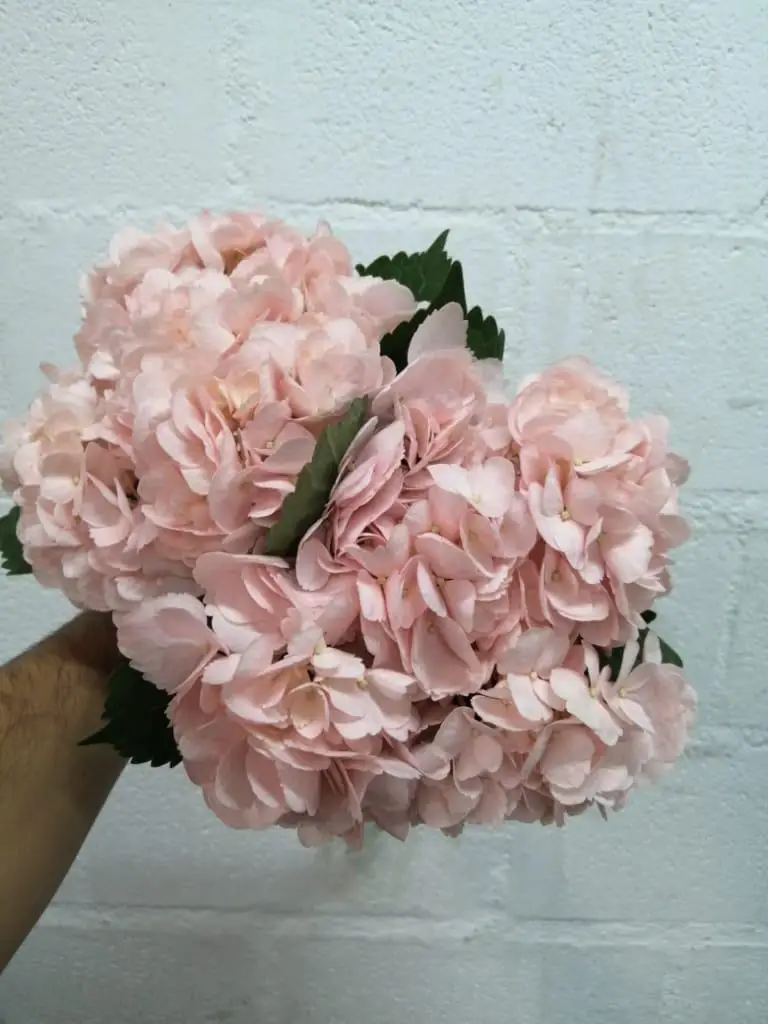 decorative flowers Light Pink Real fresh cut Hydrangea hight quality super select size (19/20) cm  ornamental cut flowers plants