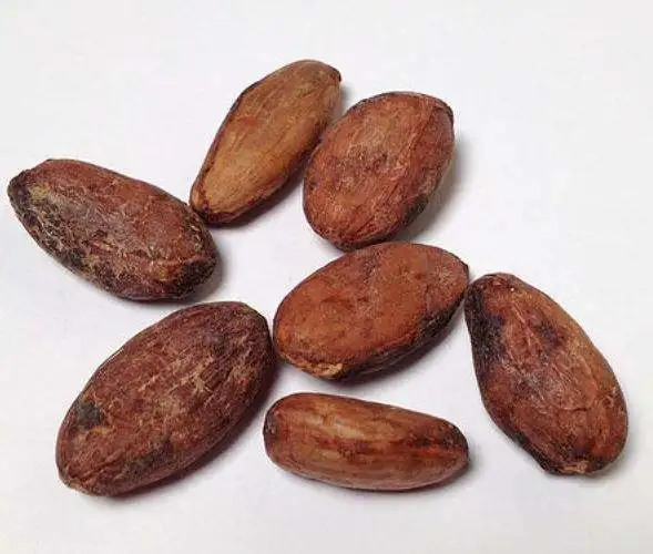 Dried Raw Cocoa Beans Weight Origin Type Variety Cacao Size Grade Place Model Maturity Criollo
