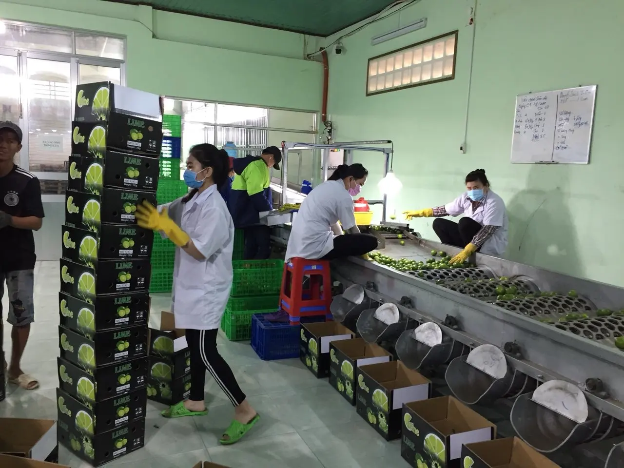 Seedless Lime from Vietnam with best quality and good price