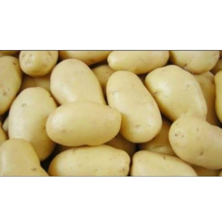 2021 Новый культивировать лучшее качество свежий желтый кожи картофеля D-7 по разумной цене