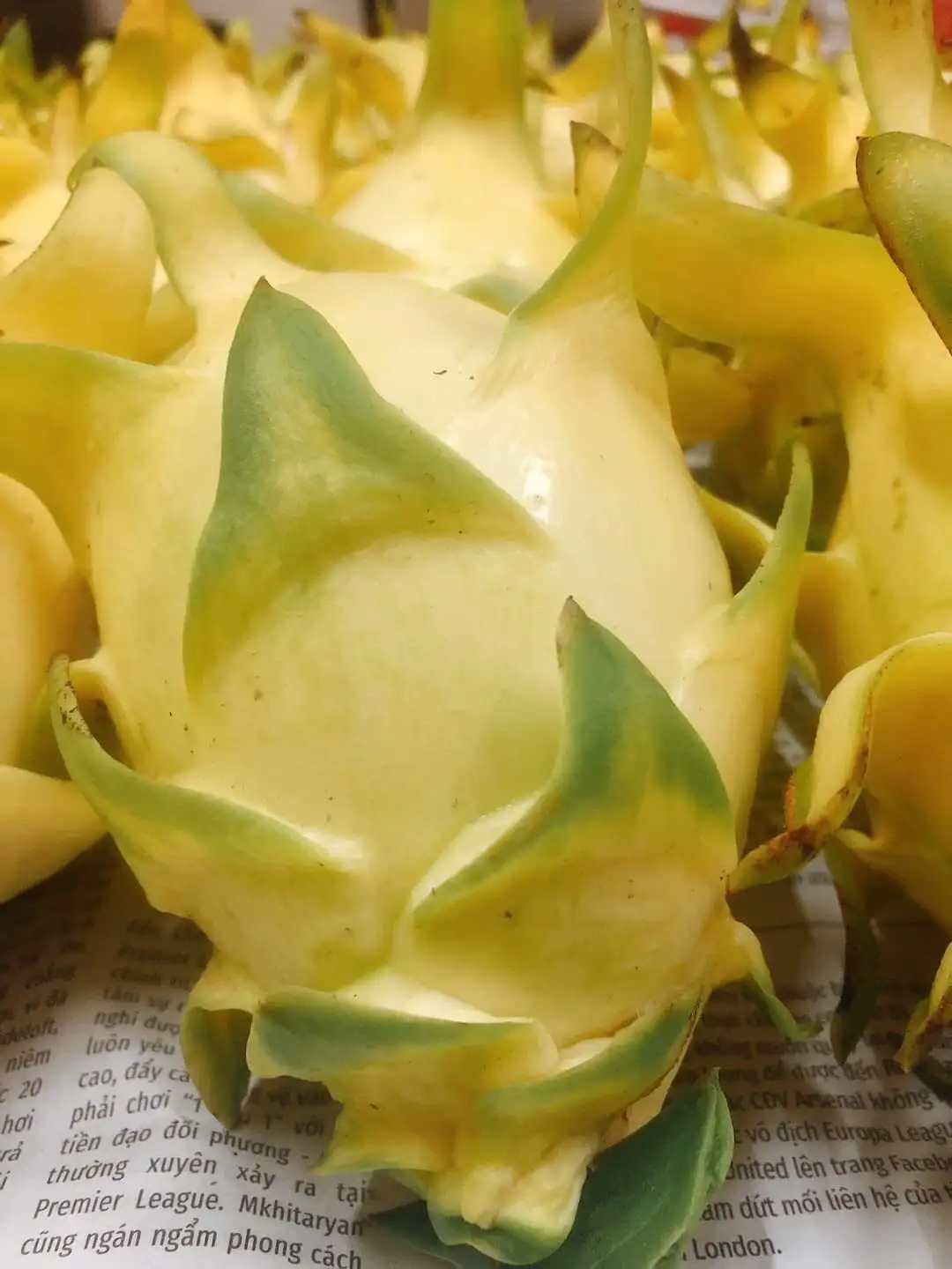  Свежий белый дракон из Вьетнама по лучшей цене-высокое качество на экспорт